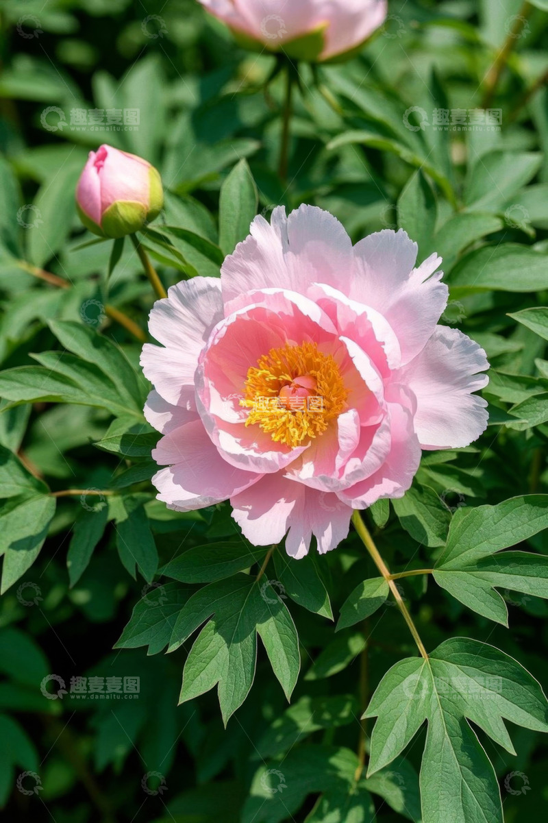 高清大图下载【趣麦麦图】盛开的粉色牡丹花特写