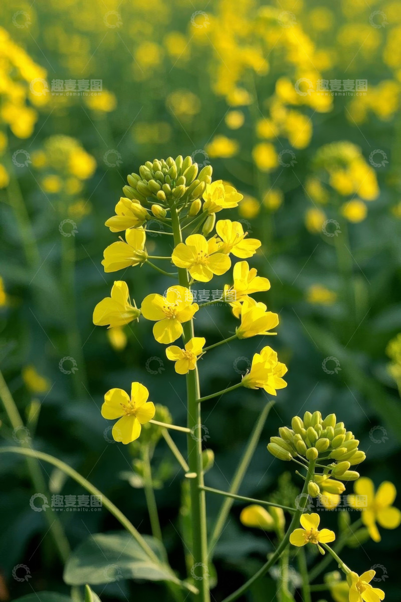 高清大图下载【趣麦麦图】黄色油菜花特写