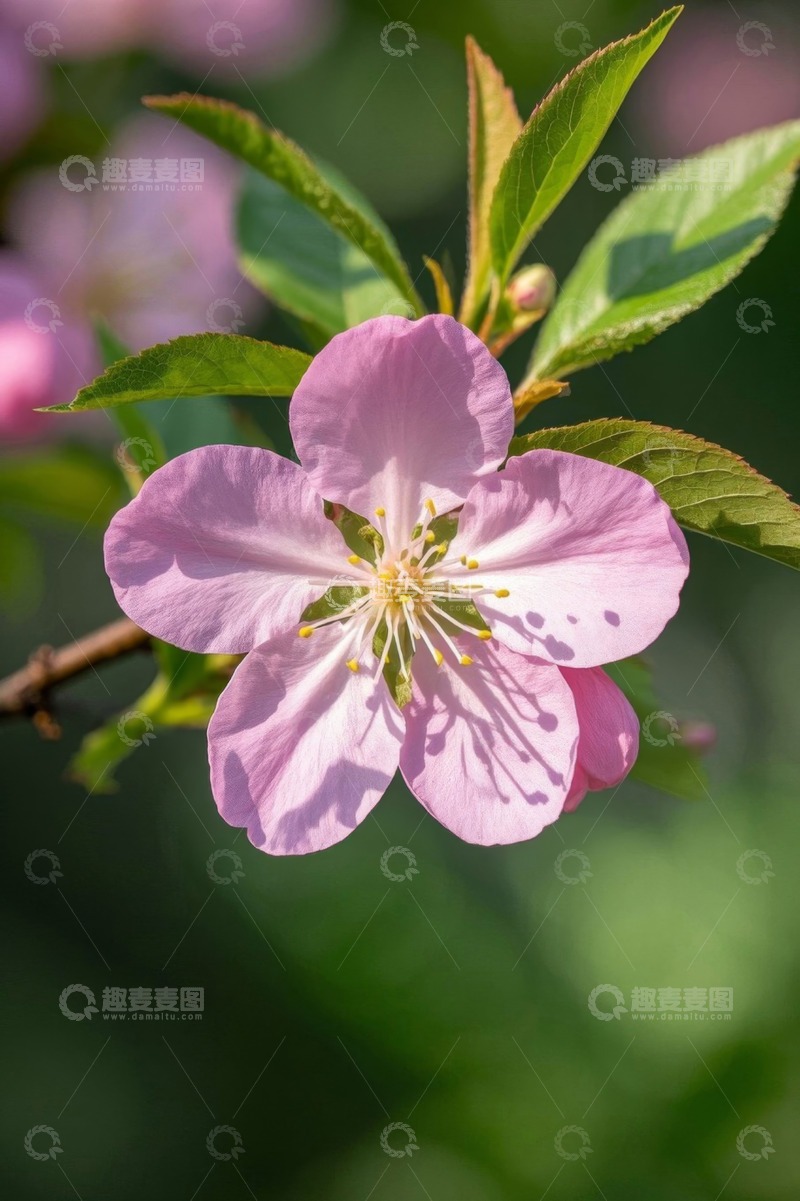 高清大图下载【趣麦麦图】粉色单朵花卉特写