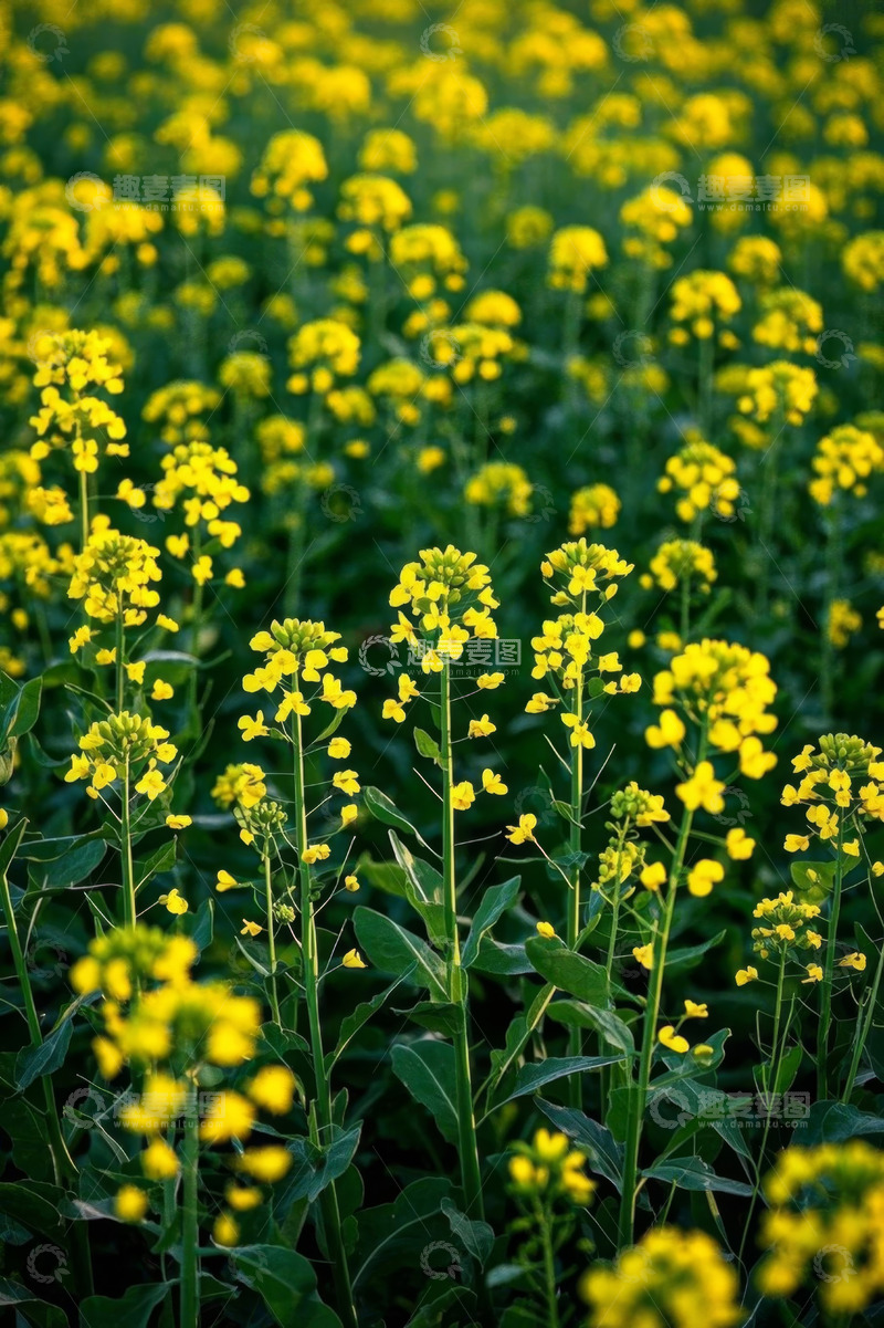 高清大图下载【趣麦麦图】黄色油菜花田风光