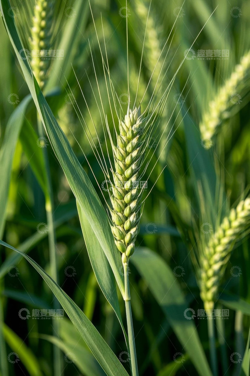 高清大图下载【趣麦麦图】田间生长的小麦特写