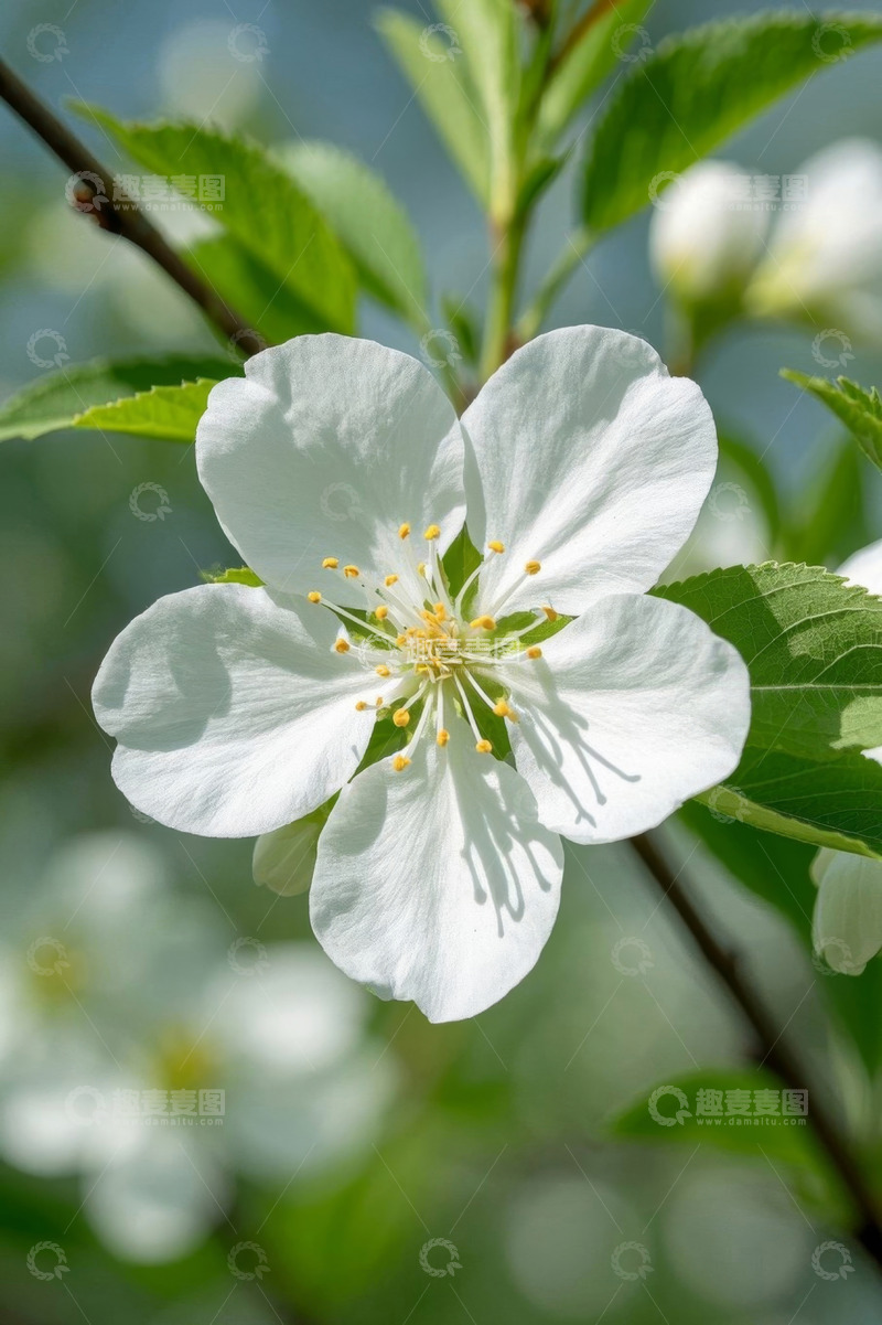 高清大图下载【趣麦麦图】特写白色花卉及绿叶