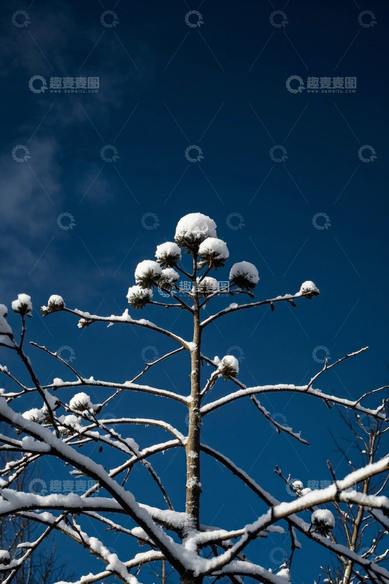 高清大图下载【趣麦麦图】雪覆树木蓝天背景画面