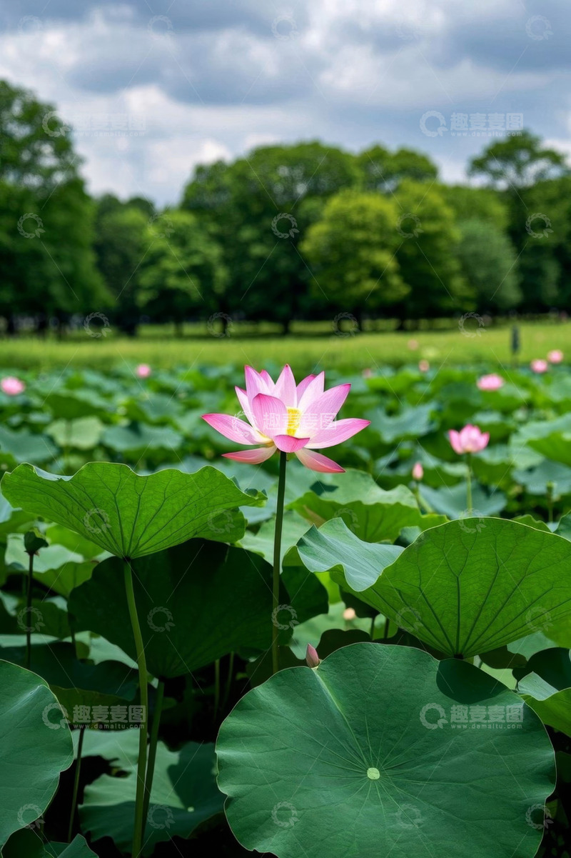 高清大图下载【趣麦麦图】盛开的荷花与荷叶景观