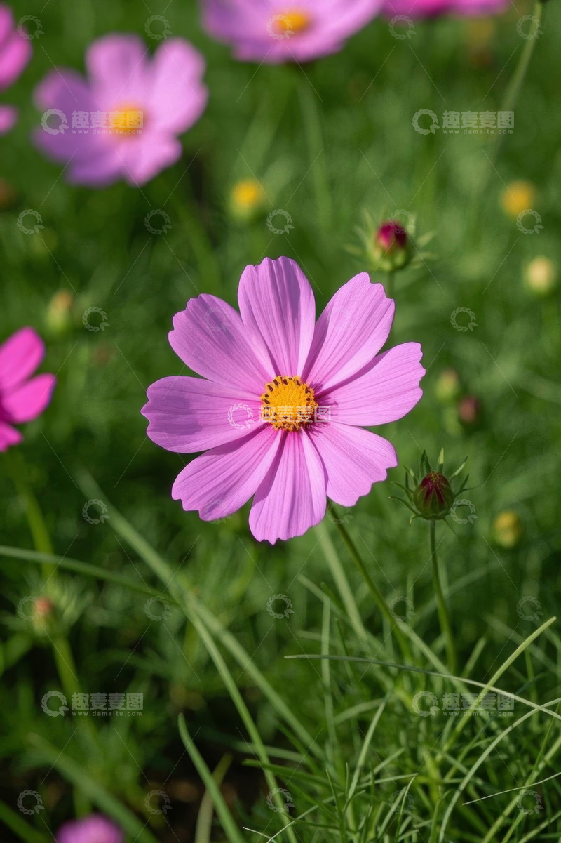 高清大图下载【趣麦麦图】户外盛开的粉色格桑花