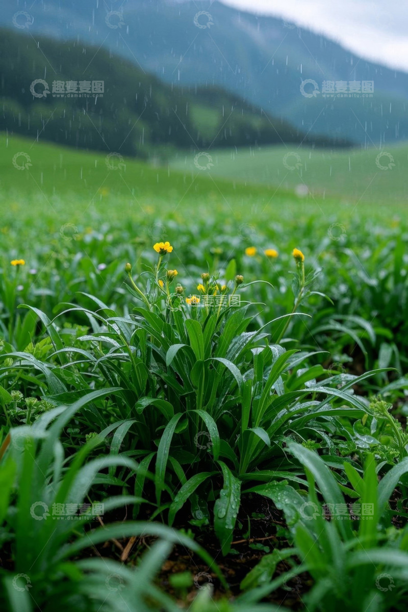 高清大图下载【趣麦麦图】雨中草地黄色小花特写