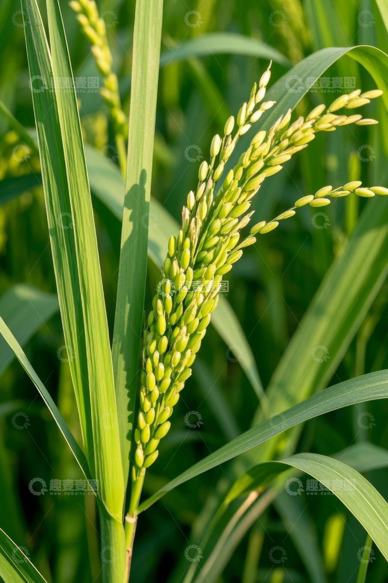 高清大图下载【趣麦麦图】特写绿色稻穗与稻叶