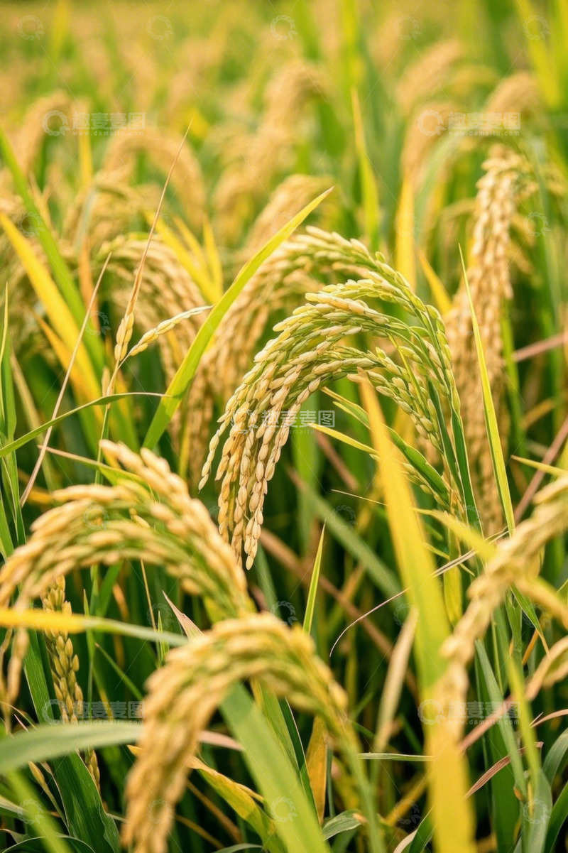 高清大图下载【趣麦麦图】成熟饱满的稻田稻穗