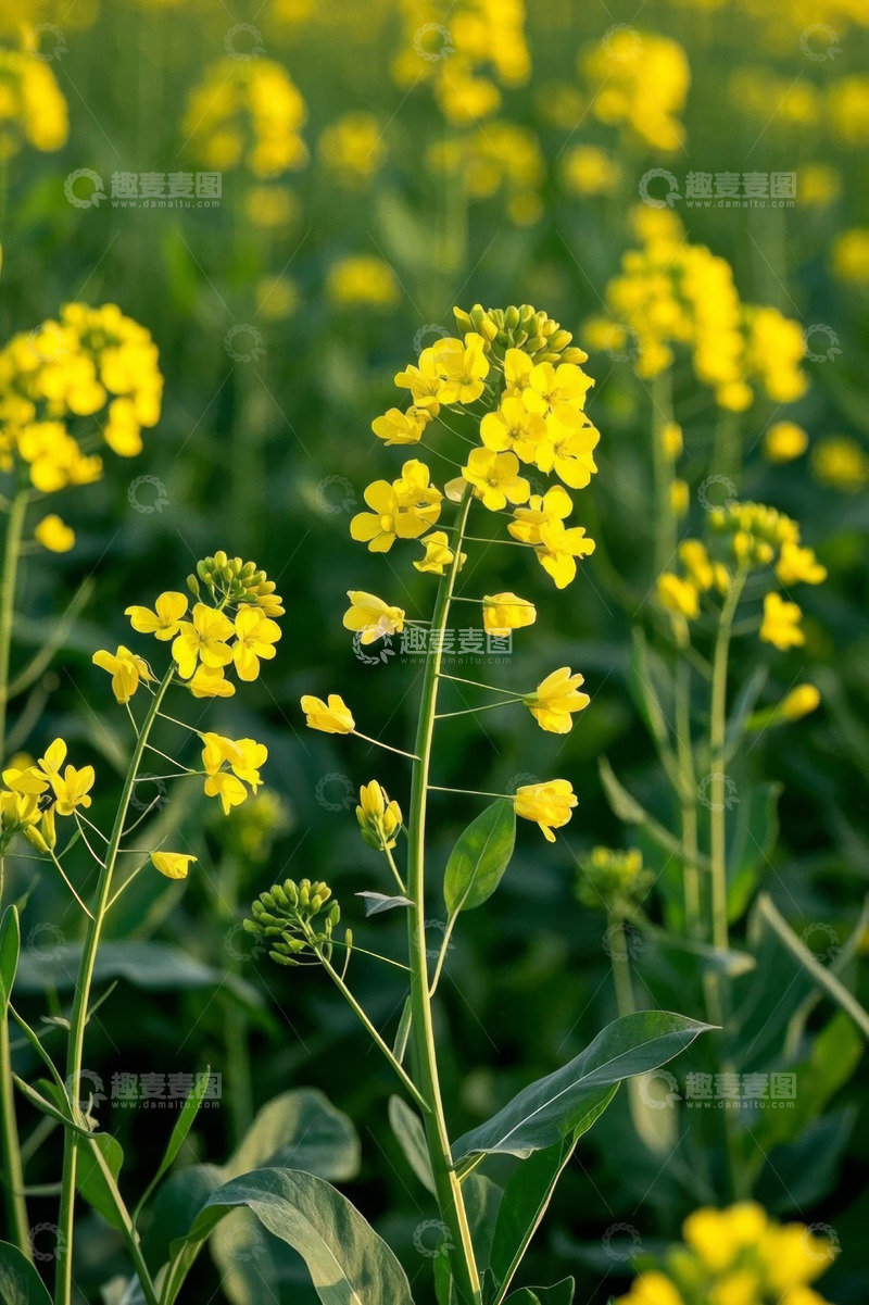 高清大图下载【趣麦麦图】黄色油菜花田自然景观