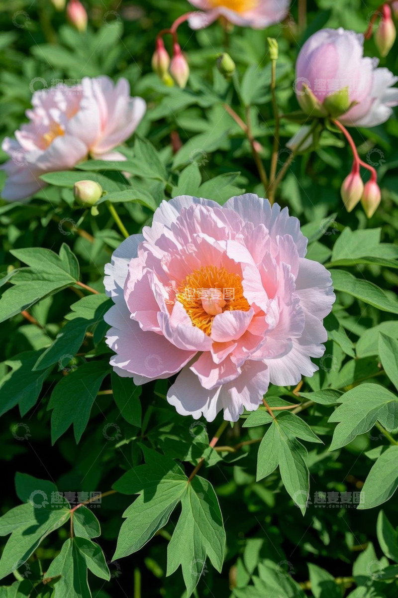 高清大图下载【趣麦麦图】盛开的粉色牡丹花特写
