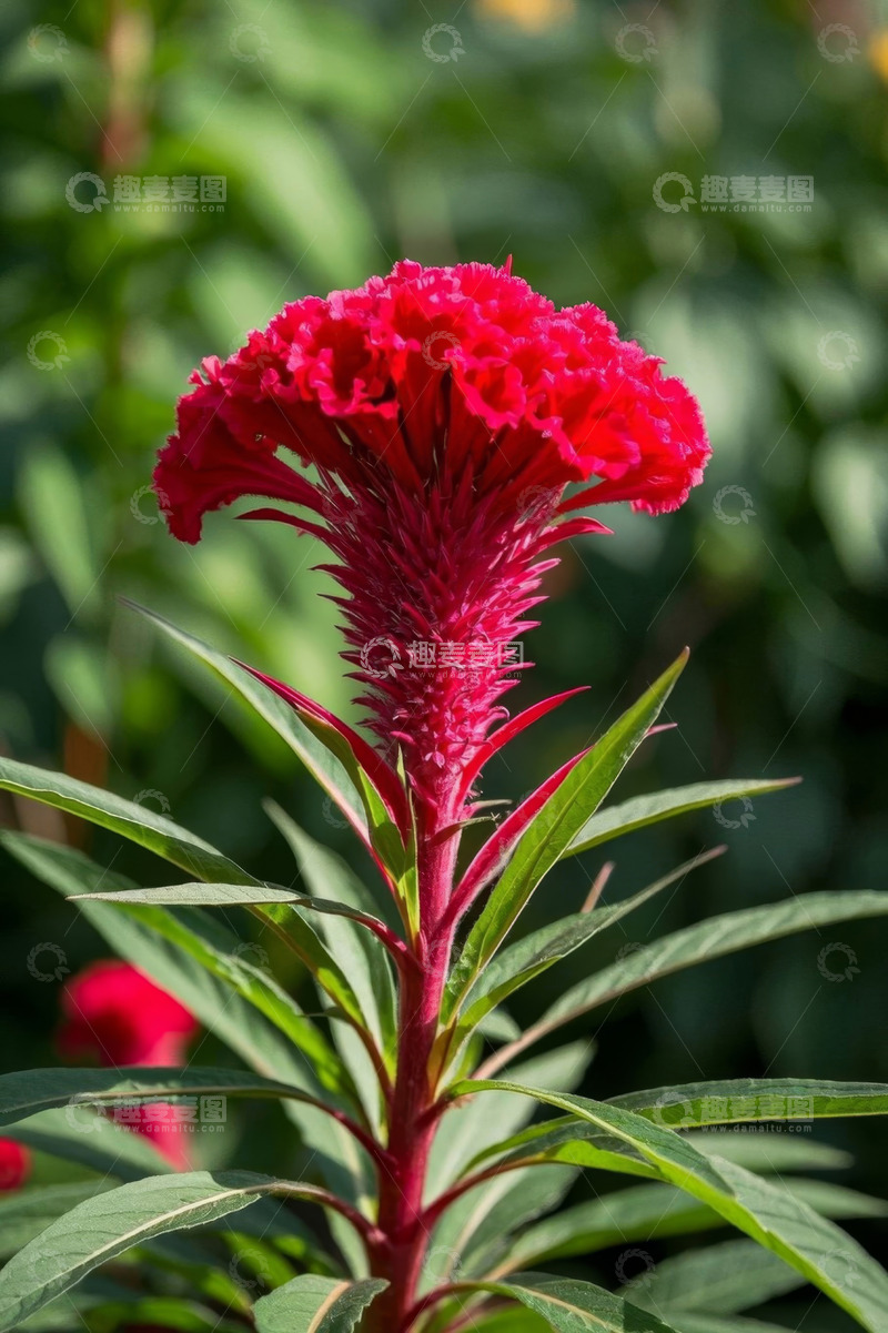 高清大图下载【趣麦麦图】红色鸡冠花特写