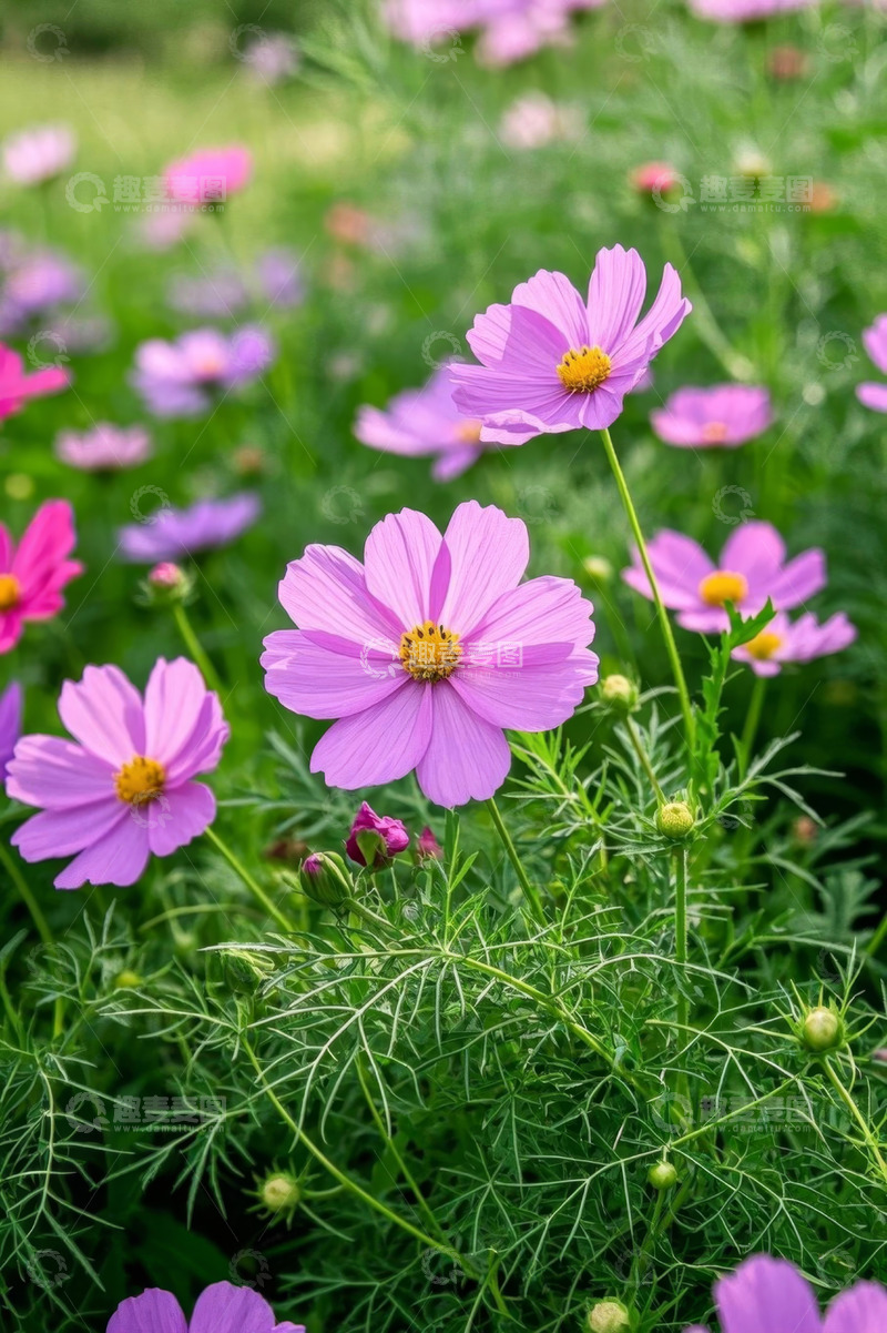高清大图下载【趣麦麦图】自然花园盛开的粉色格桑花