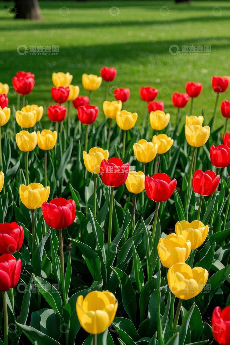 高清大图下载【趣麦麦图】红黄郁金香花丛