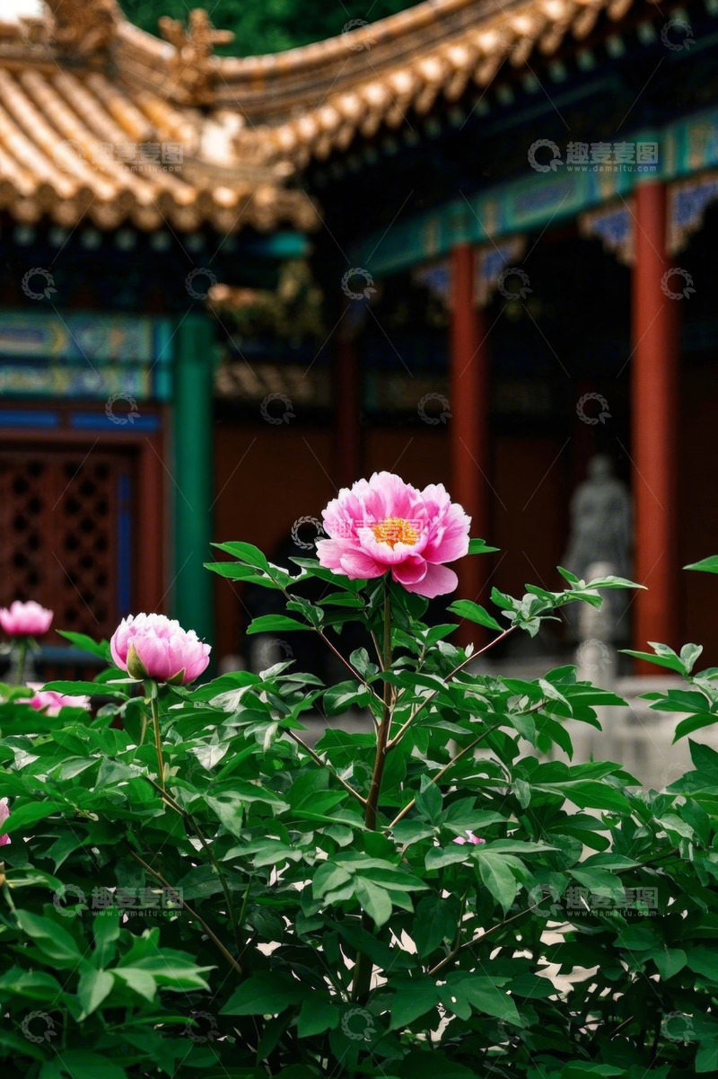 高清大图下载【趣麦麦图】古建筑前盛开的粉色牡丹花