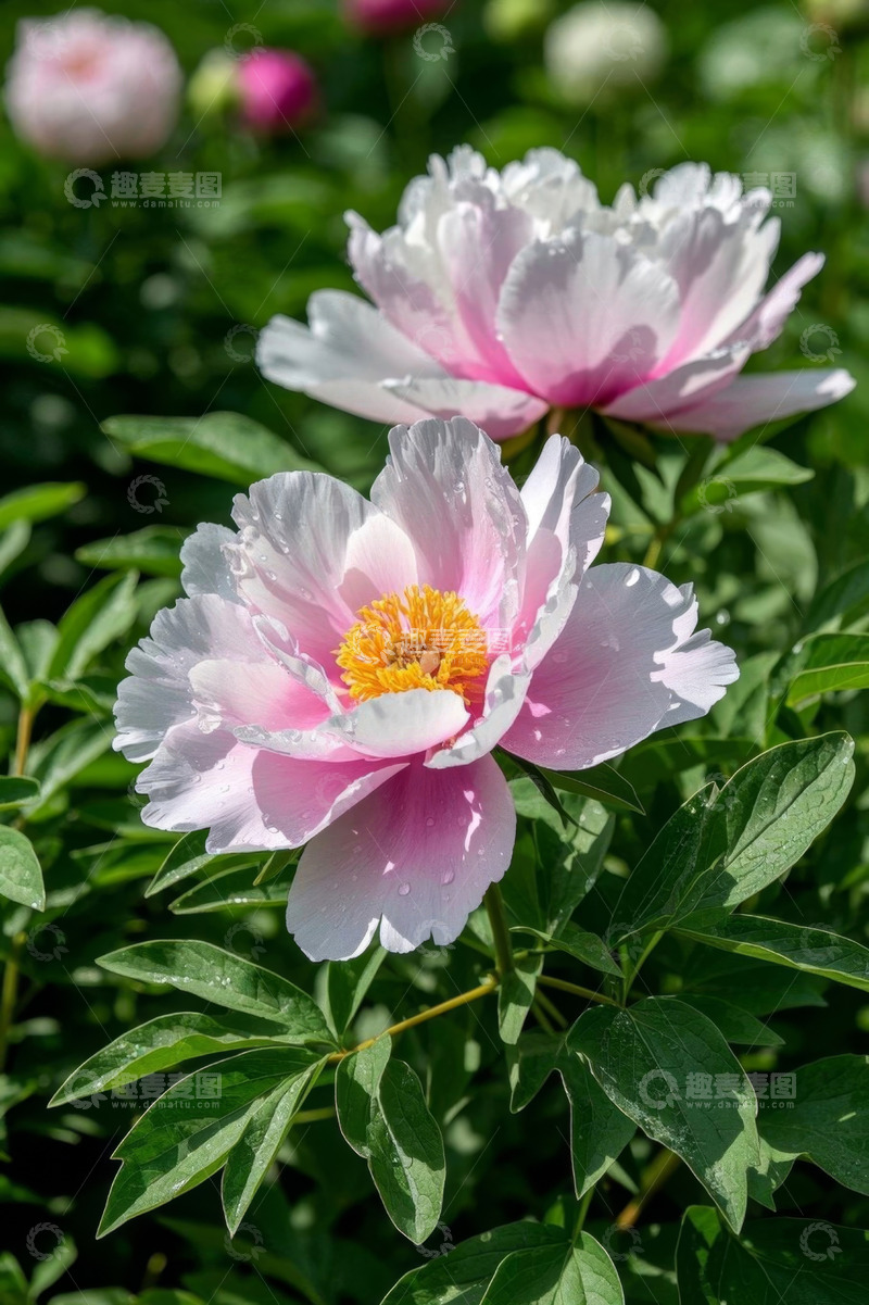 高清大图下载【趣麦麦图】盛开的粉色牡丹花