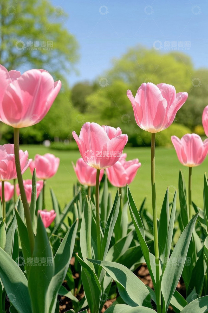 高清大图下载【趣麦麦图】户外粉色郁金香花丛
