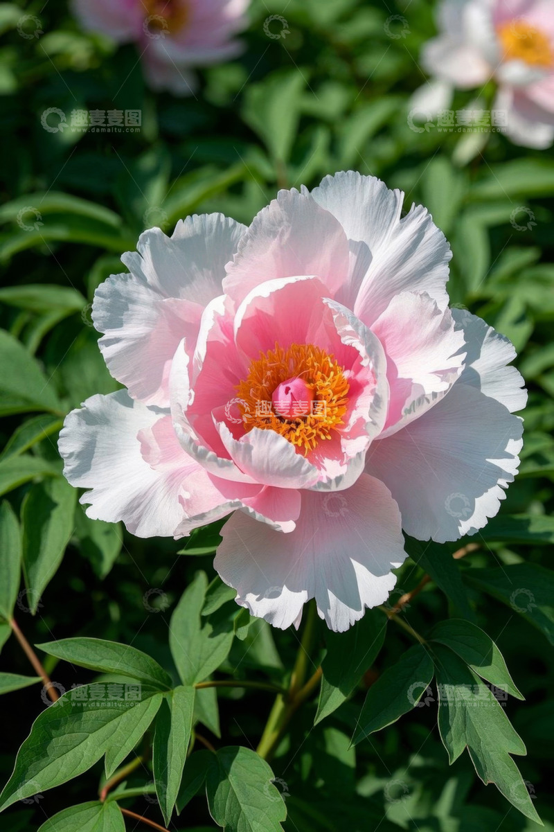 高清大图下载【趣麦麦图】盛开的粉色牡丹花特写
