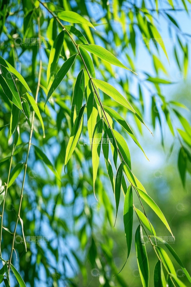 高清大图下载【趣麦麦图】阳光下的翠绿竹叶