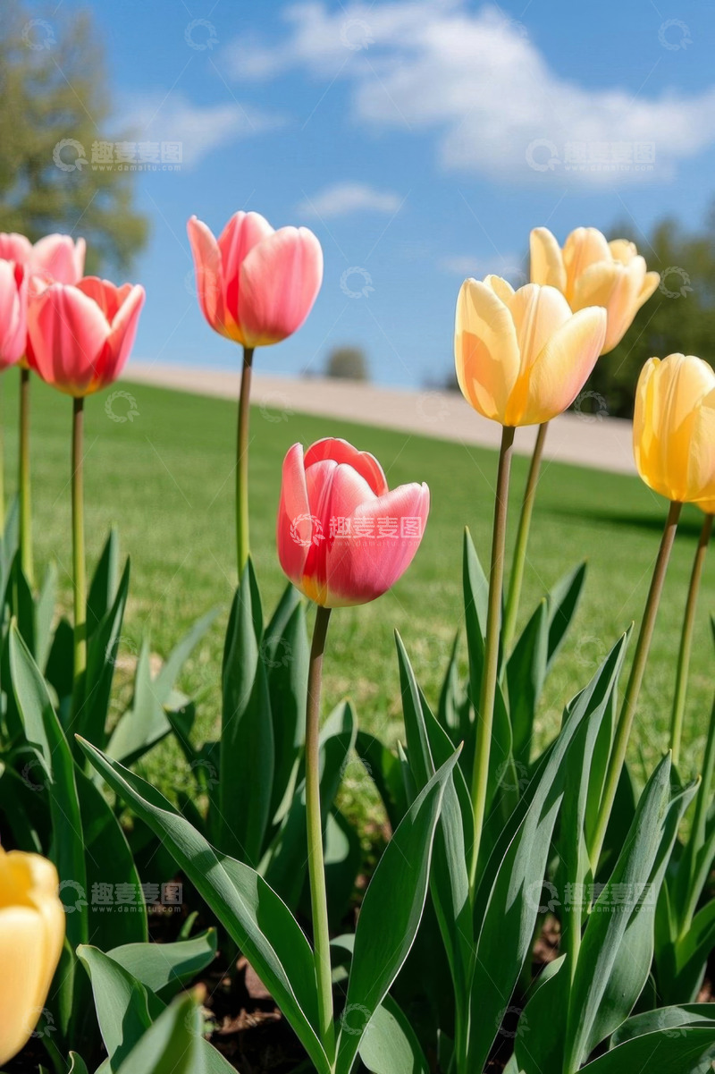 高清大图下载【趣麦麦图】户外草地盛开的多彩郁金香