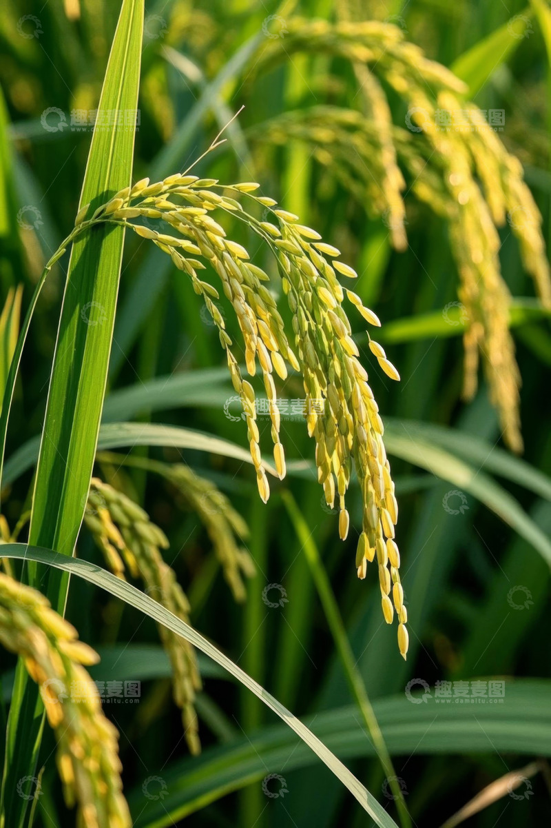 高清大图下载【趣麦麦图】成熟饱满的稻穗特写