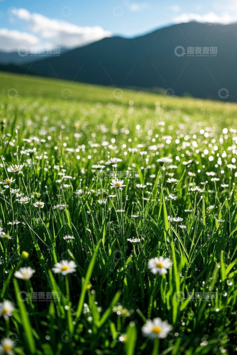 高清大图下载【趣麦麦图】阳光下盛开雏菊的绿色草地