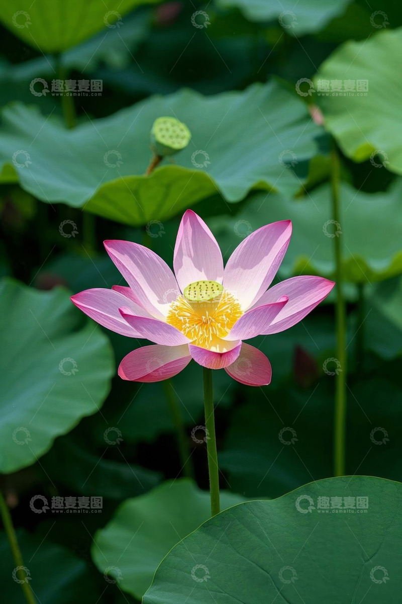 高清大图下载【趣麦麦图】盛开的粉色荷花与荷叶