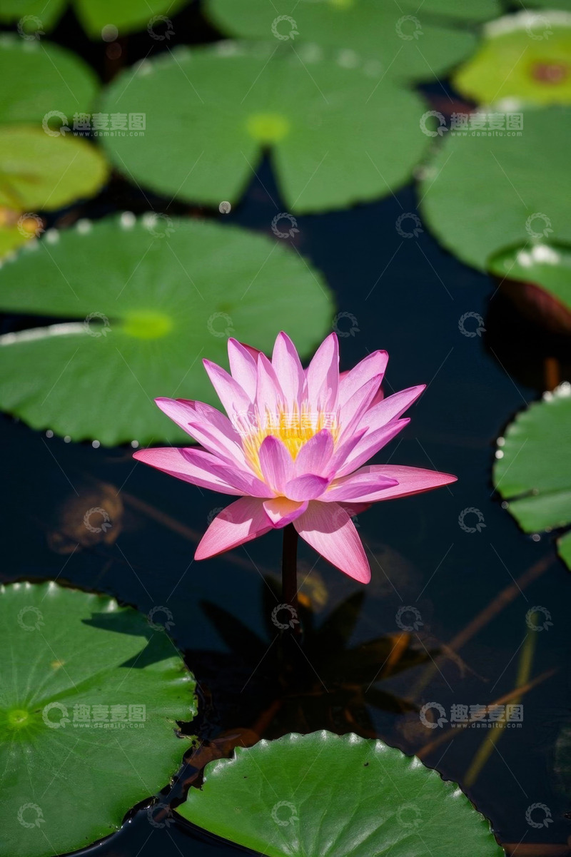 高清大图下载【趣麦麦图】水中绽放的粉色睡莲