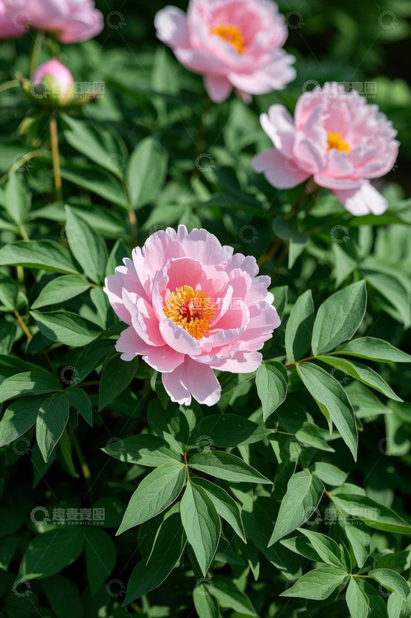 高清大图下载【趣麦麦图】盛开的粉色牡丹花特写