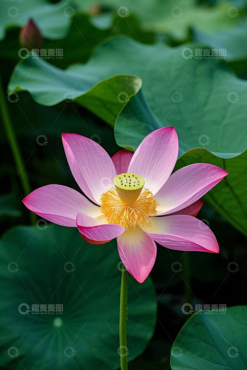 高清大图下载【趣麦麦图】盛开的粉色荷花与荷叶