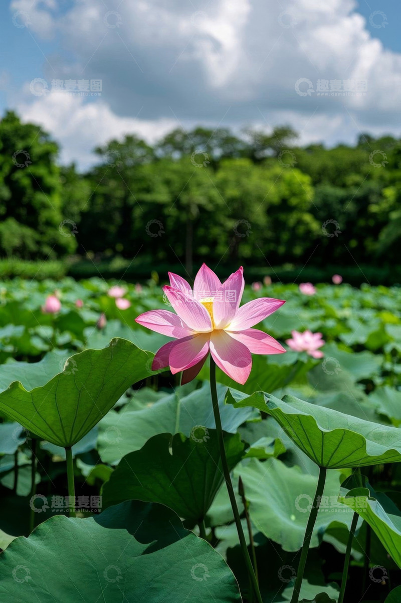 高清大图下载【趣麦麦图】荷塘中的盛开荷花