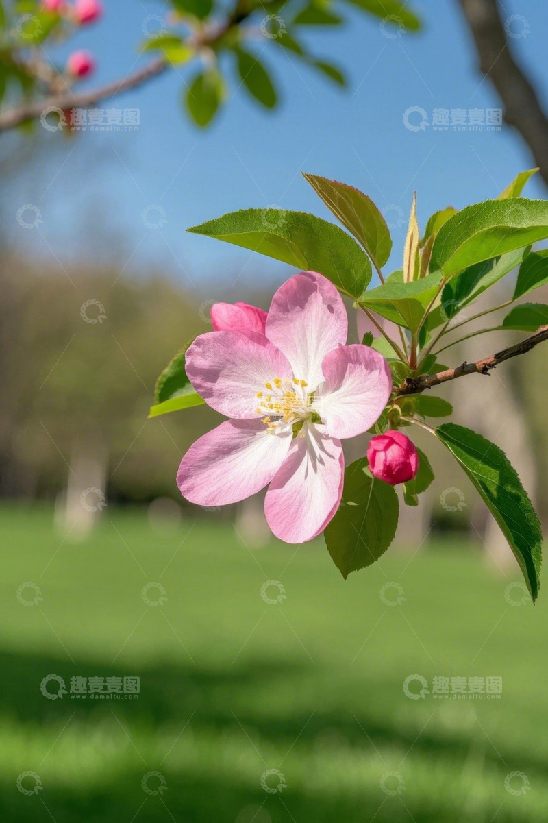 高清大图下载【趣麦麦图】户外盛开的粉色花朵