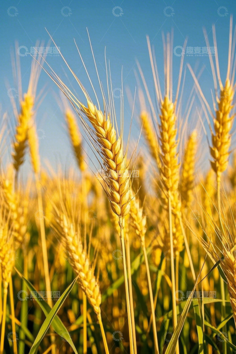高清大图下载【趣麦麦图】成熟的金黄小麦田野景象
