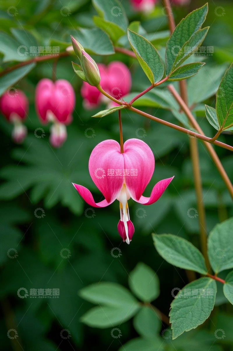 高清大图下载【趣麦麦图】荷包牡丹特写