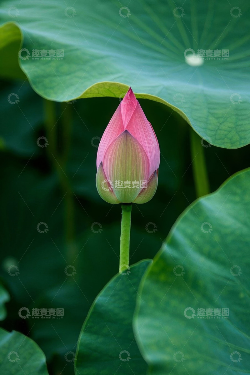 高清大图下载【趣麦麦图】含苞待放的荷花与荷叶