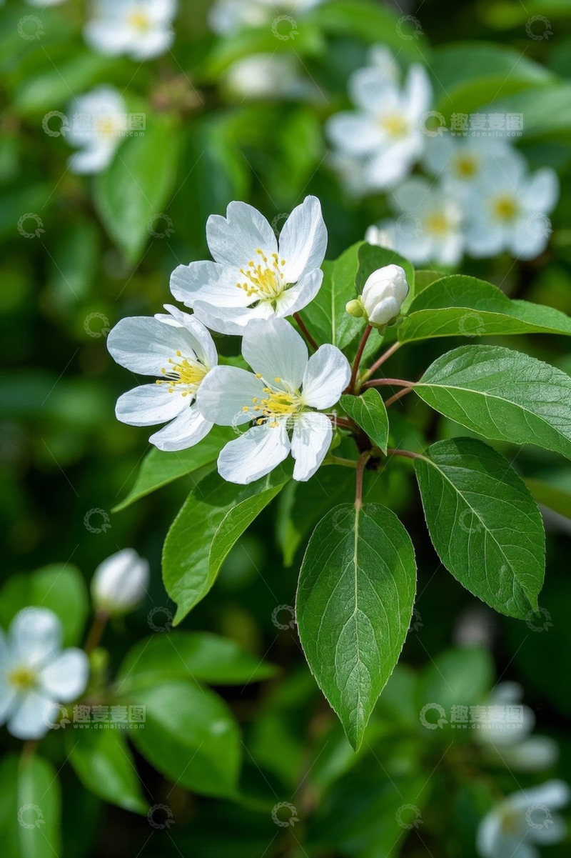 高清大图下载【趣麦麦图】白色花卉绿植特写