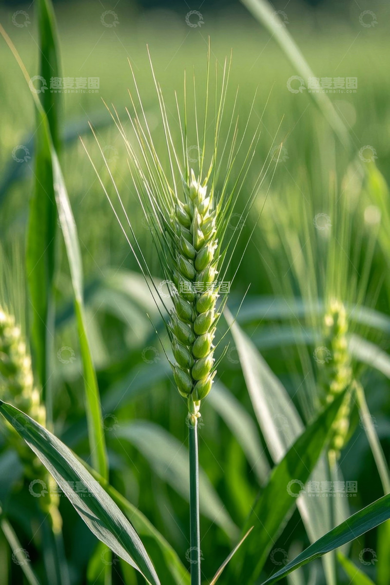 高清大图下载【趣麦麦图】绿色麦田中的小麦特写