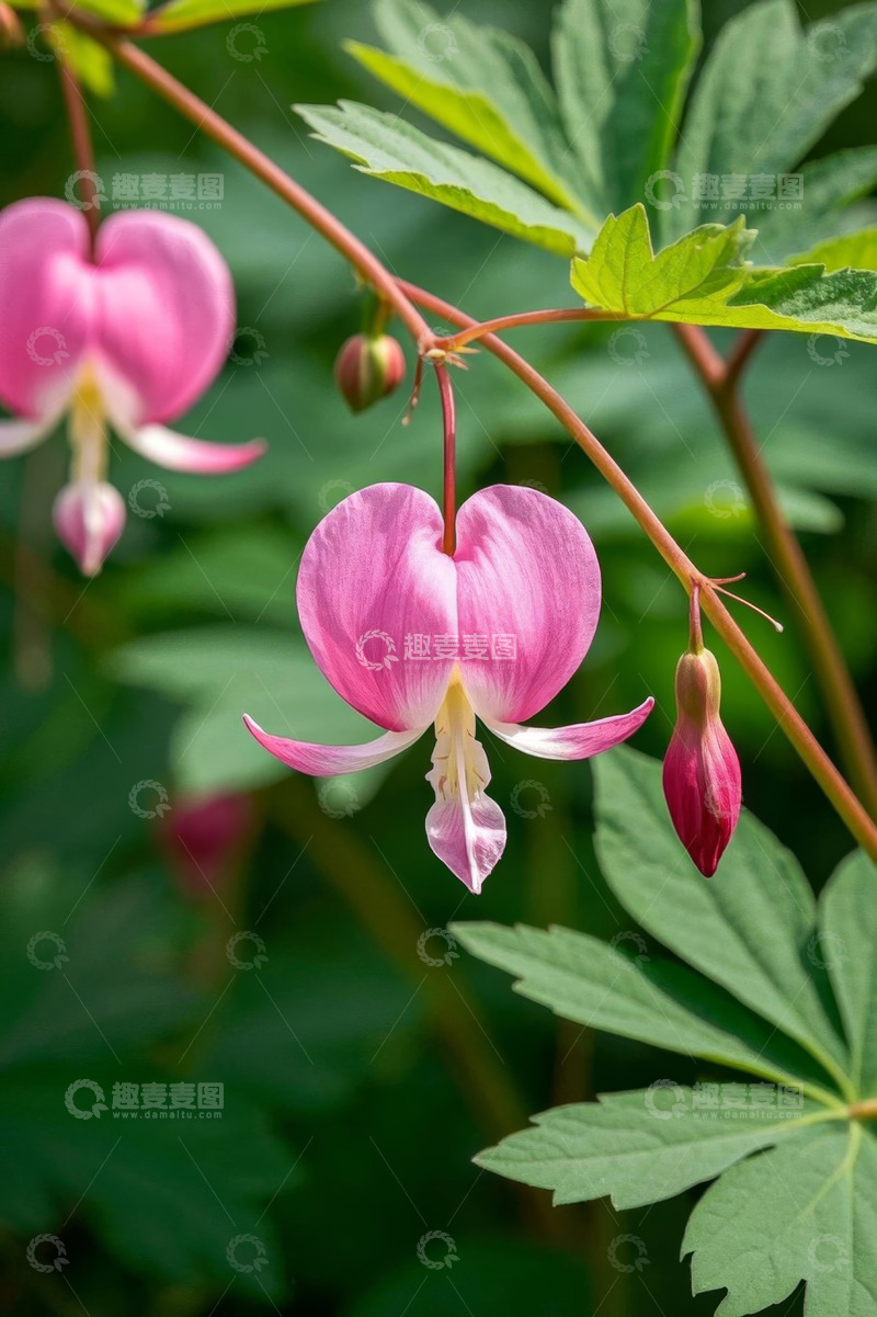 高清大图下载【趣麦麦图】荷包牡丹花特写