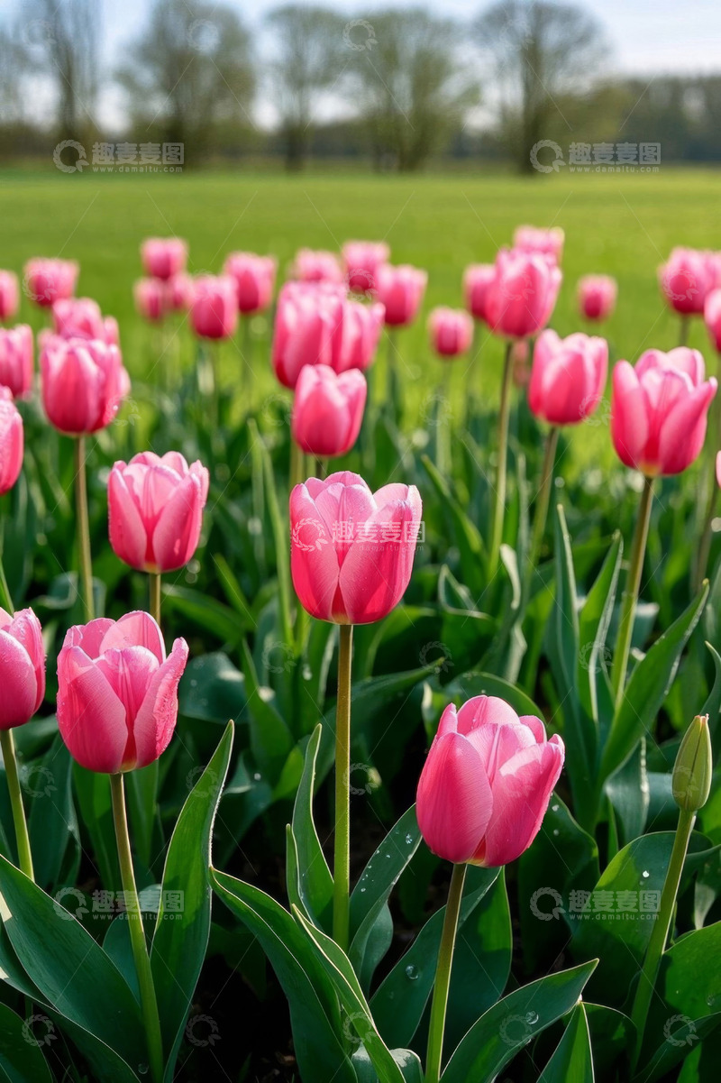 高清大图下载【趣麦麦图】粉色郁金香花田
