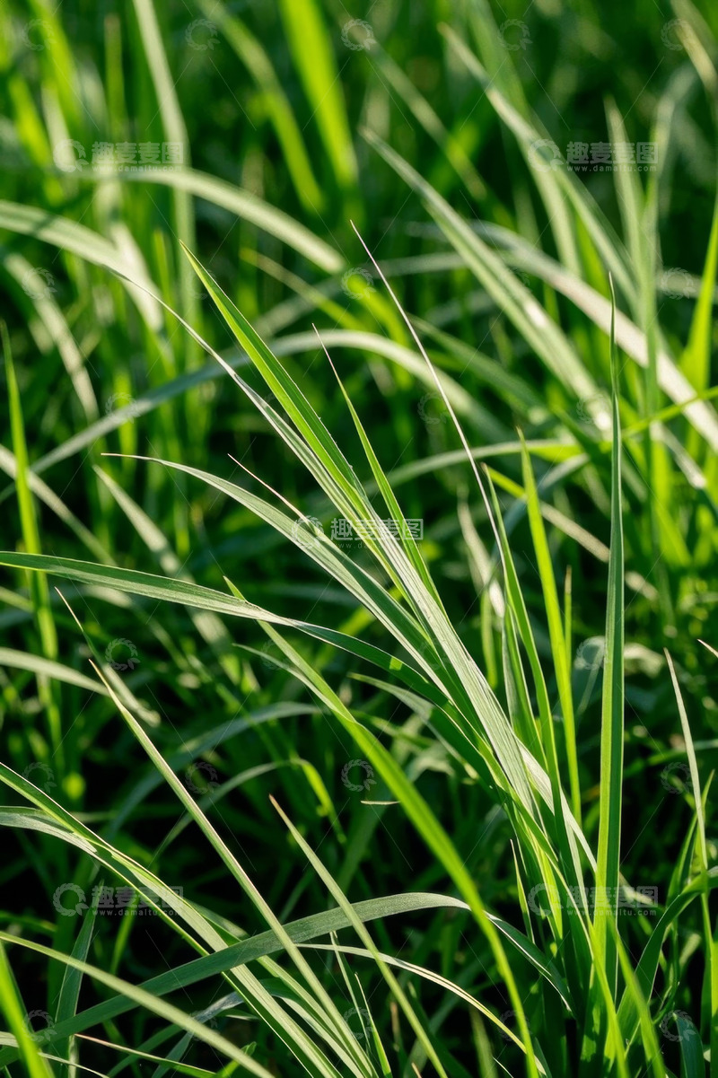高清大图下载【趣麦麦图】阳光下的绿色草丛特写