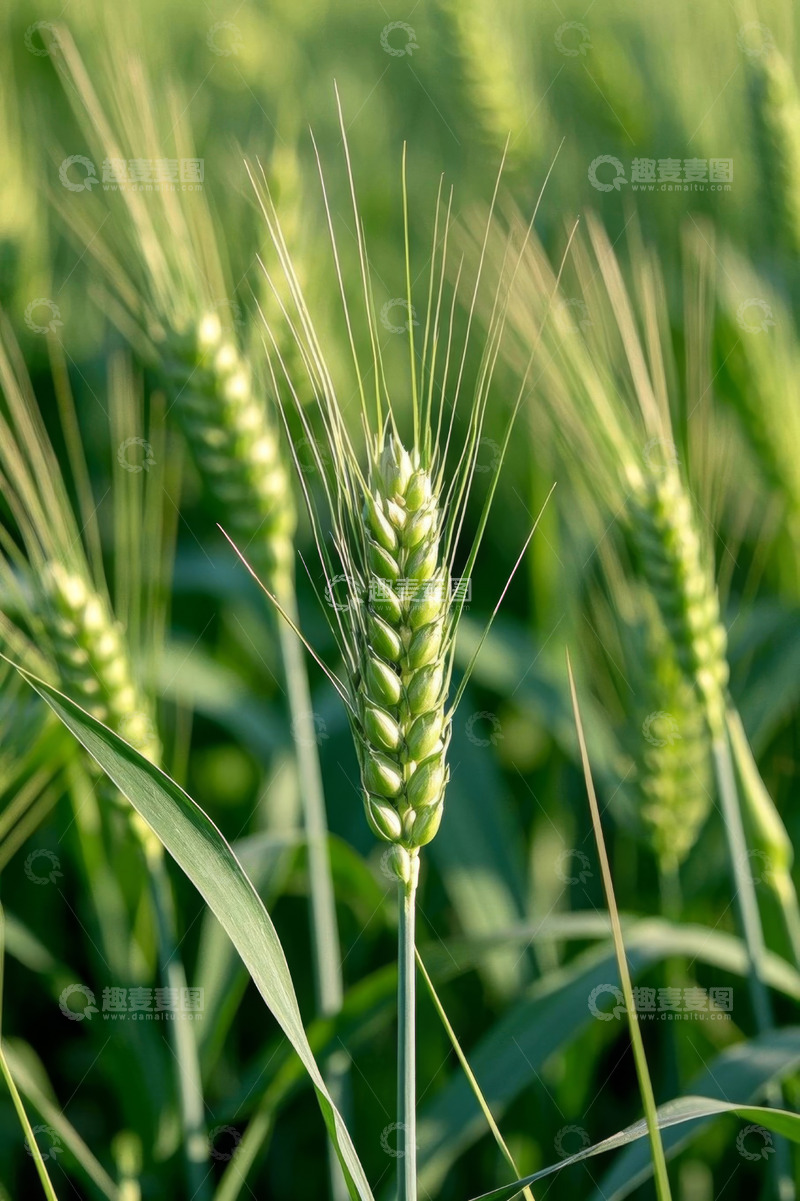 高清大图下载【趣麦麦图】特写麦田中的绿色小麦