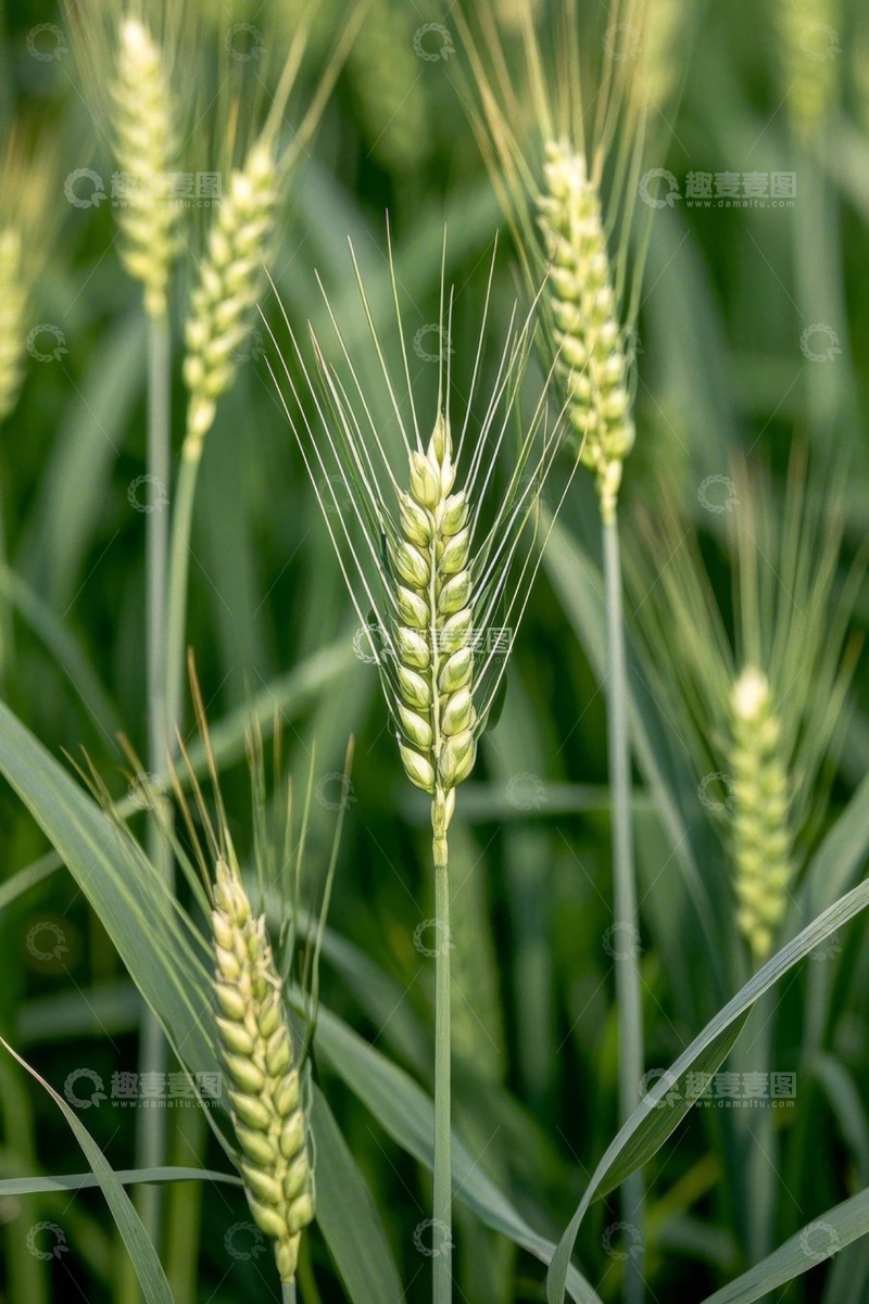 高清大图下载【趣麦麦图】生长中的绿色小麦