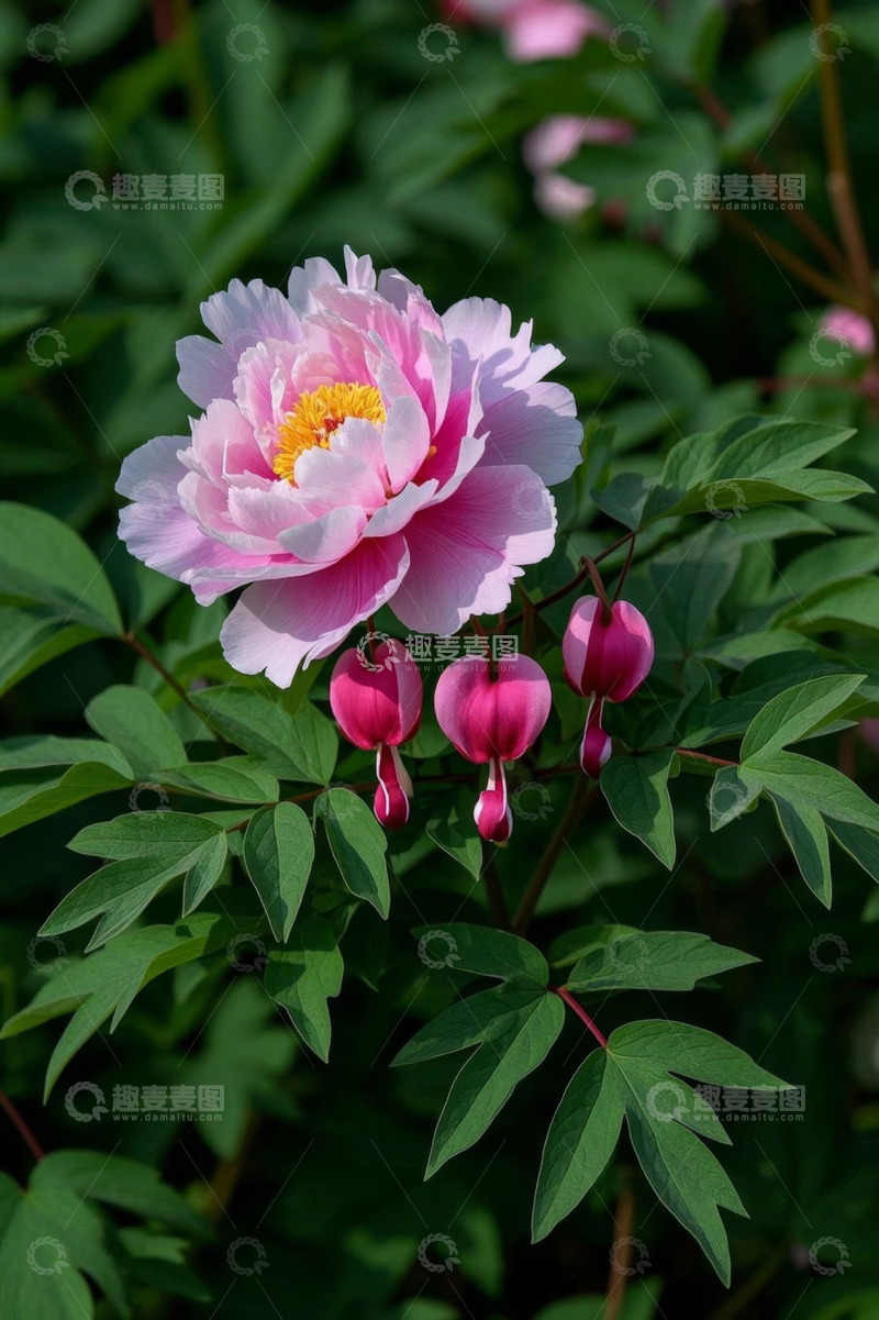 高清大图下载【趣麦麦图】盛开的粉色牡丹与荷包牡丹