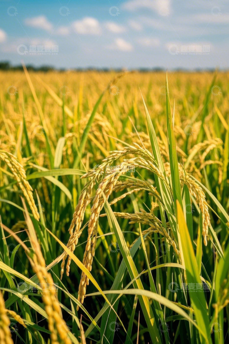 高清大图下载【趣麦麦图】成熟的金黄色稻田景观