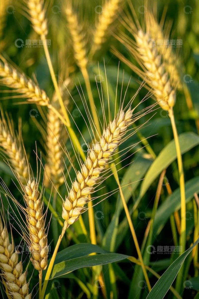 高清大图下载【趣麦麦图】成熟小麦特写