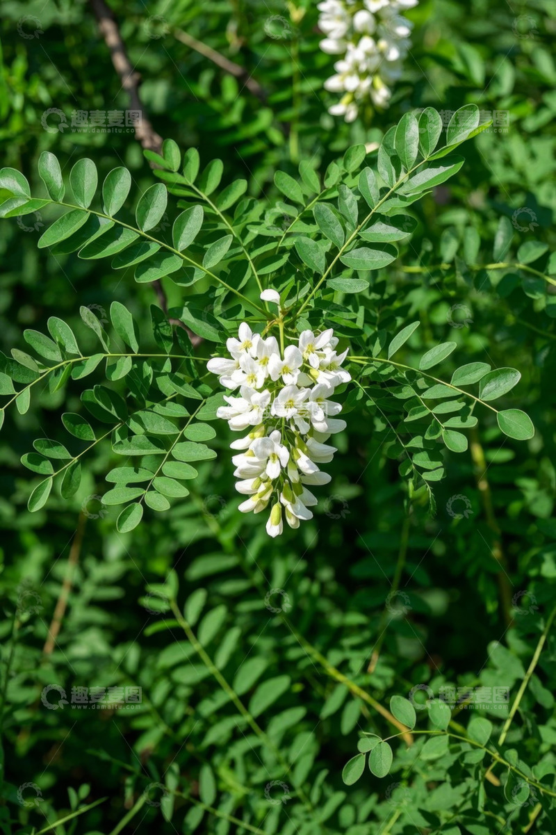 高清大图下载【趣麦麦图】白色花朵与绿色植物特写