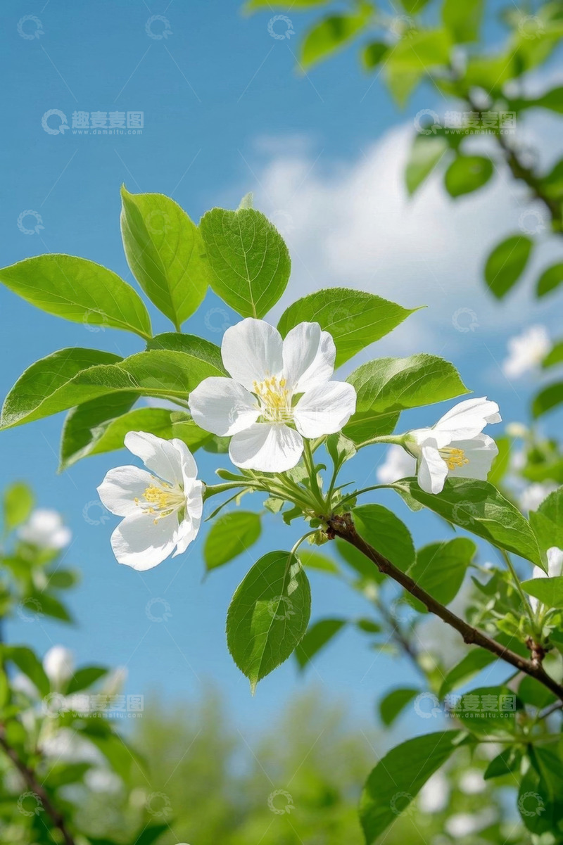 高清大图下载【趣麦麦图】枝头绽放的白色花朵