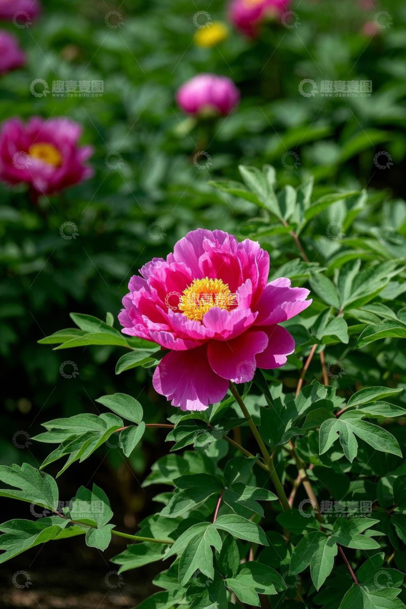 高清大图下载【趣麦麦图】盛开的粉色牡丹花特写