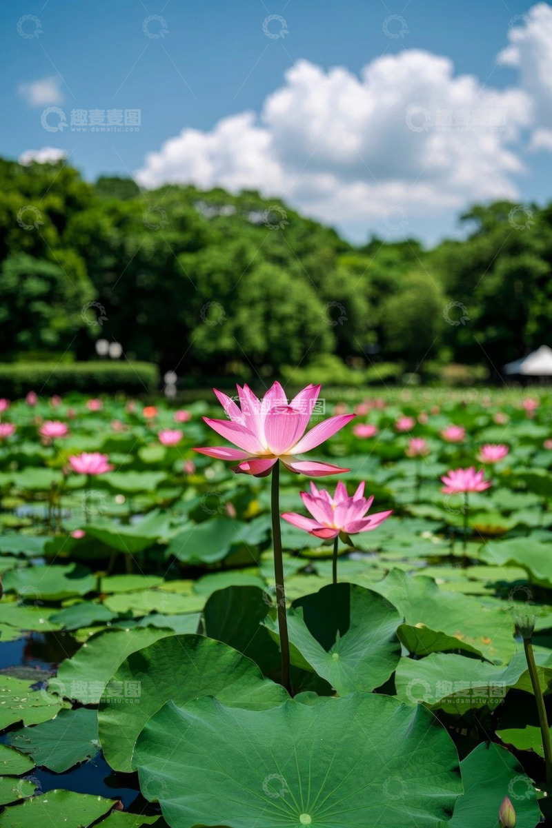高清大图下载【趣麦麦图】池塘中盛开的粉色荷花与荷叶
