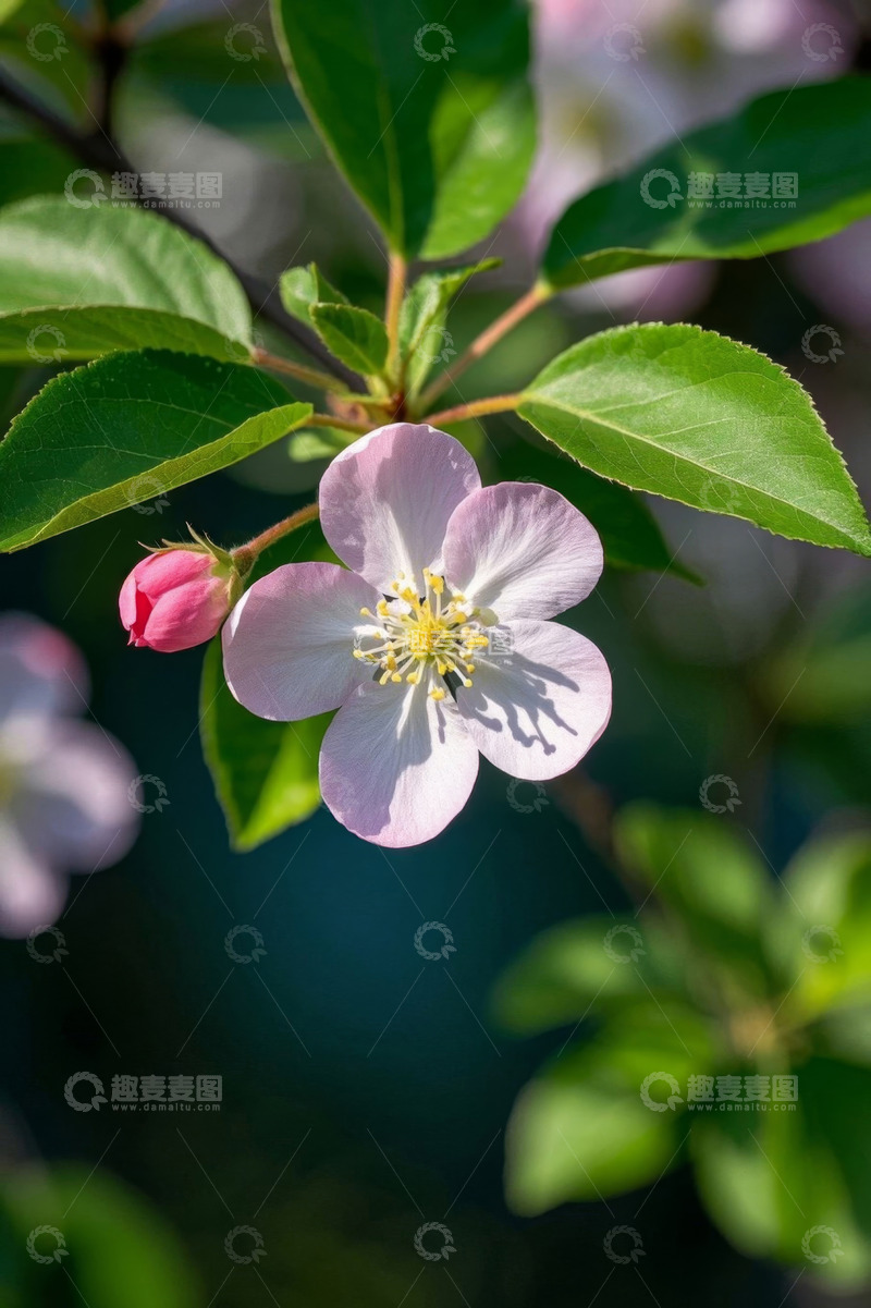 高清大图下载【趣麦麦图】粉色花朵与绿叶特写