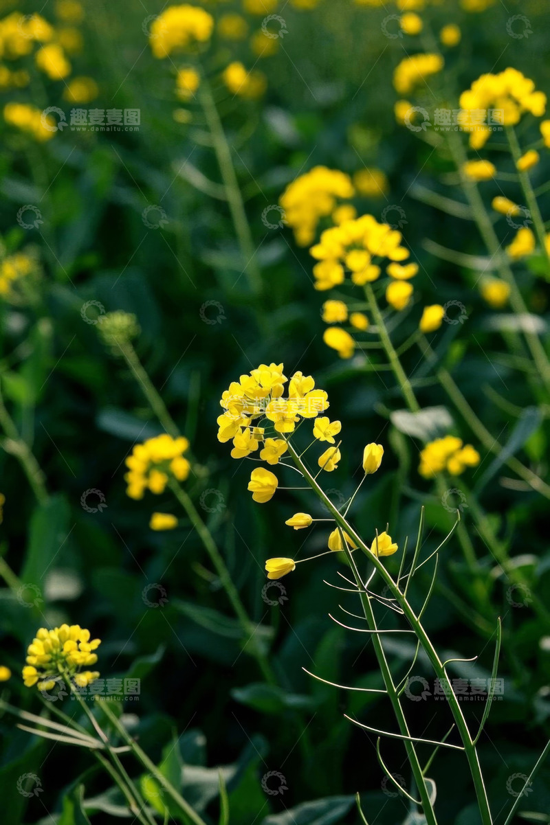高清大图下载【趣麦麦图】黄色油菜花近景